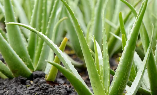 Estratto di rabarbaro emodina naturale e di alta qualità. Emodina di rabarbaro Radixet Rhizoma Rhei